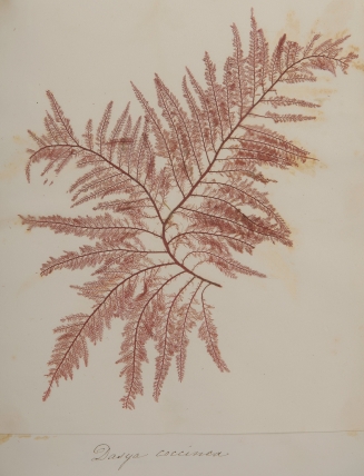 Pressed seaweed sample from a 19th century seaweed scrapbook