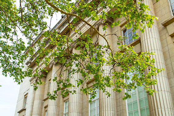 Branches of a London Plane tree hanging in front of the British Museum.
