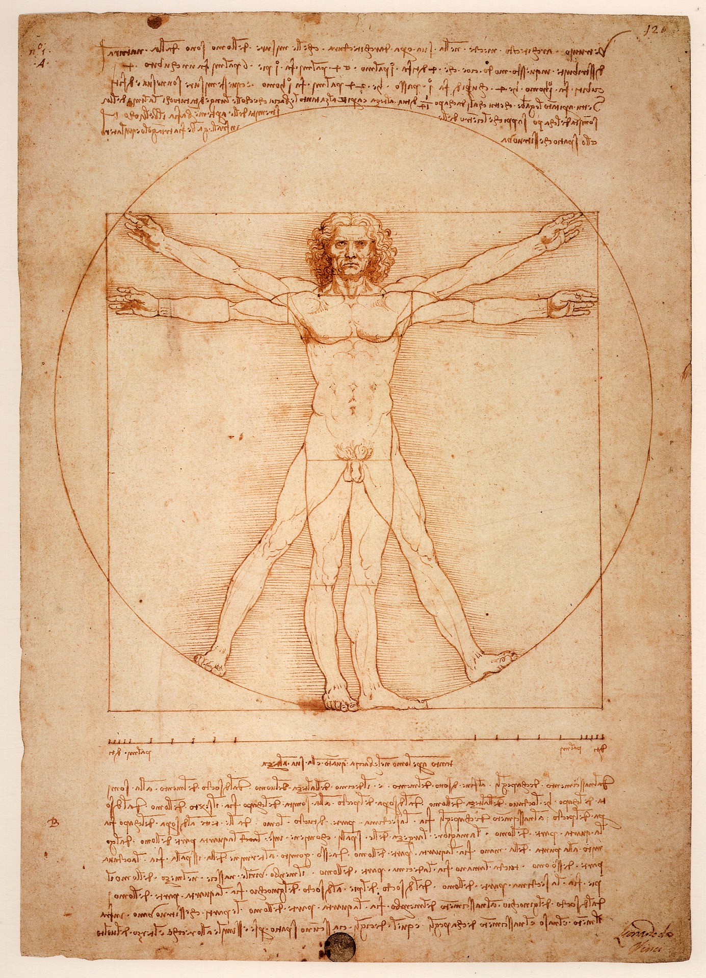 Leonardo Da Vinci - The Vitruvian Man
