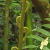 Image of a fern