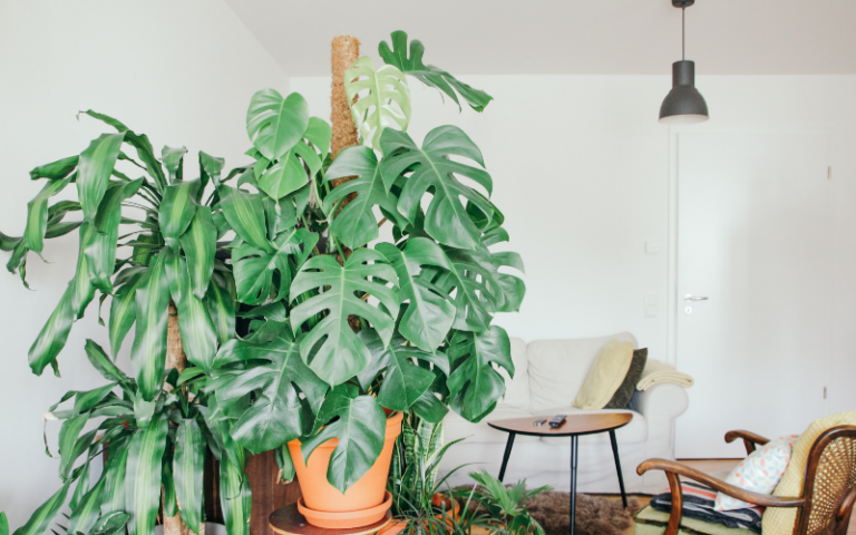 A bushy big-leaved monstera plant in a bright room