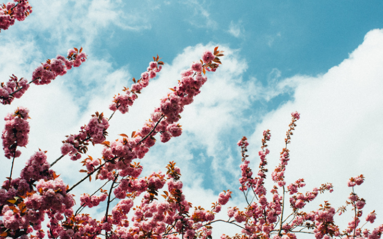 Pink blossom against a bright blue sky
