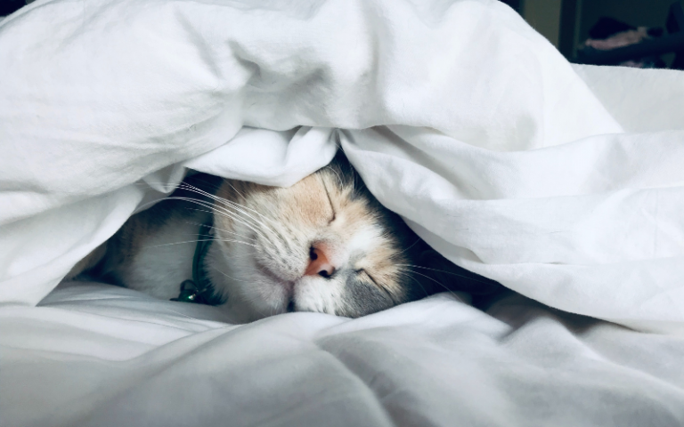 cat sleeping under duvet