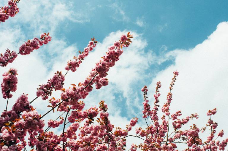pink blossoms and sky background