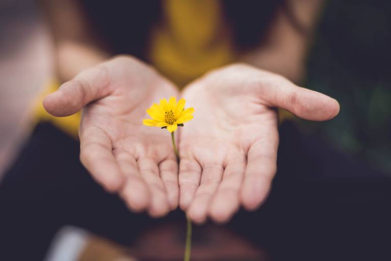 Photograph of two hands cupping a small yellow flower