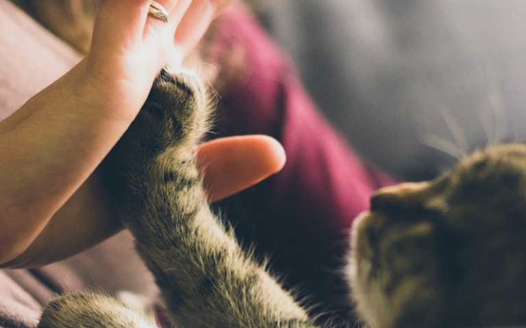 Close up of a persons hand touch a kittens paw
