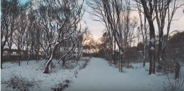iceland-snowy-trees