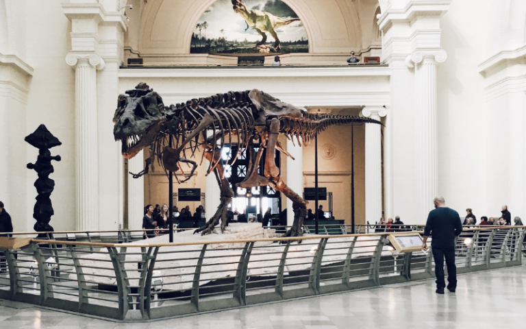 dinosaur skeleton in museum