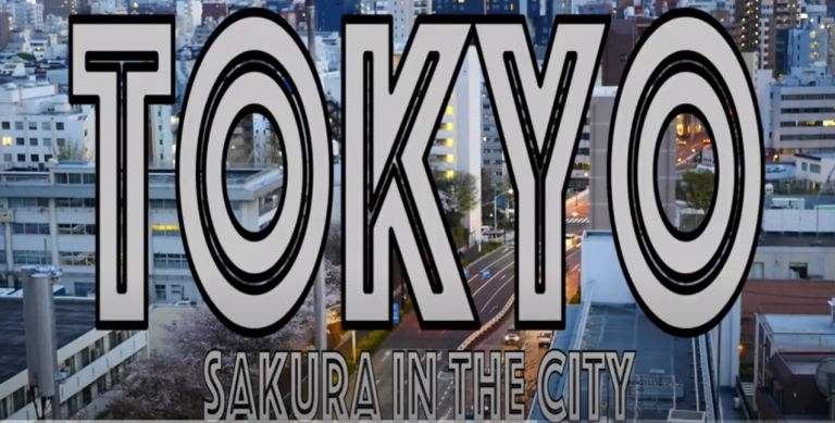 sakura-in-the-city