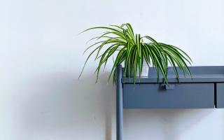 Spider plant paced on a grey desk