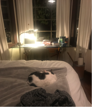 cat-sleeping-on-bed