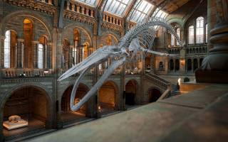 the giant whale skeleton in the natural history museum 