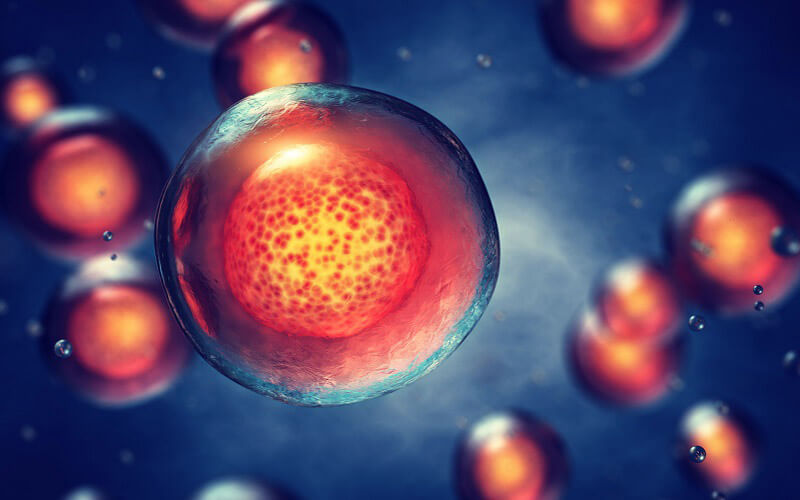 Embryonic stem cell research