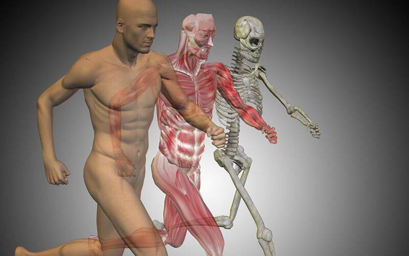 Models in a line showing development from skeleton to body