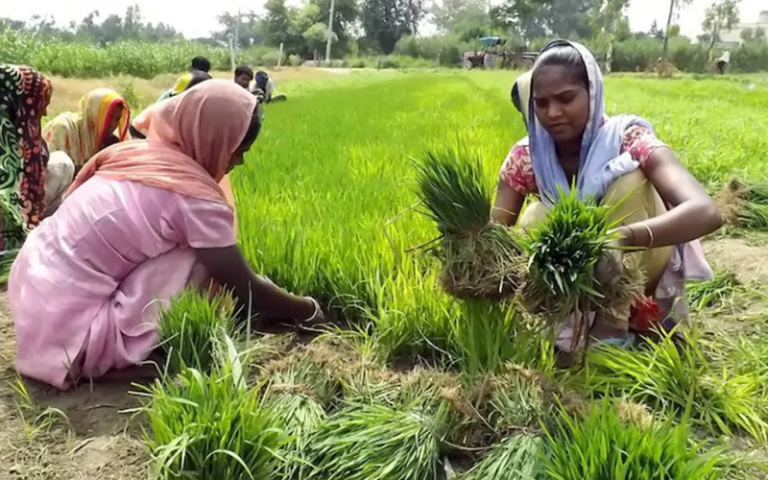 an image of two women harvesting crops