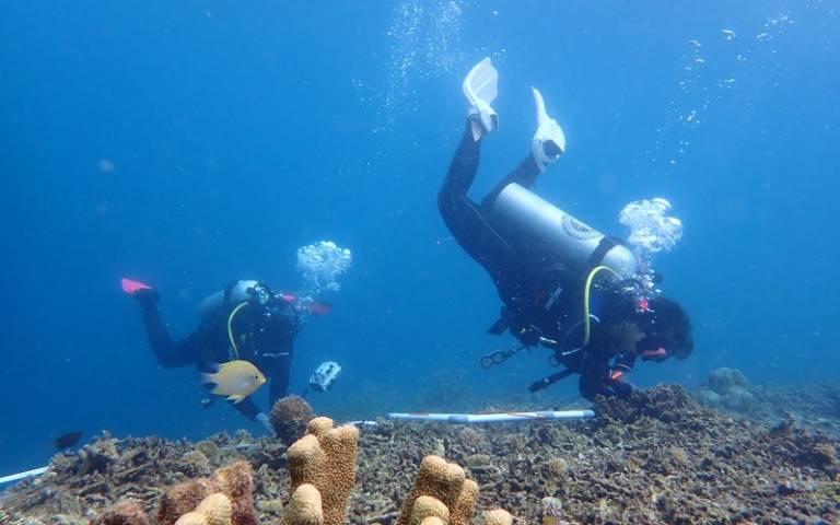Divers inspecting coral reef