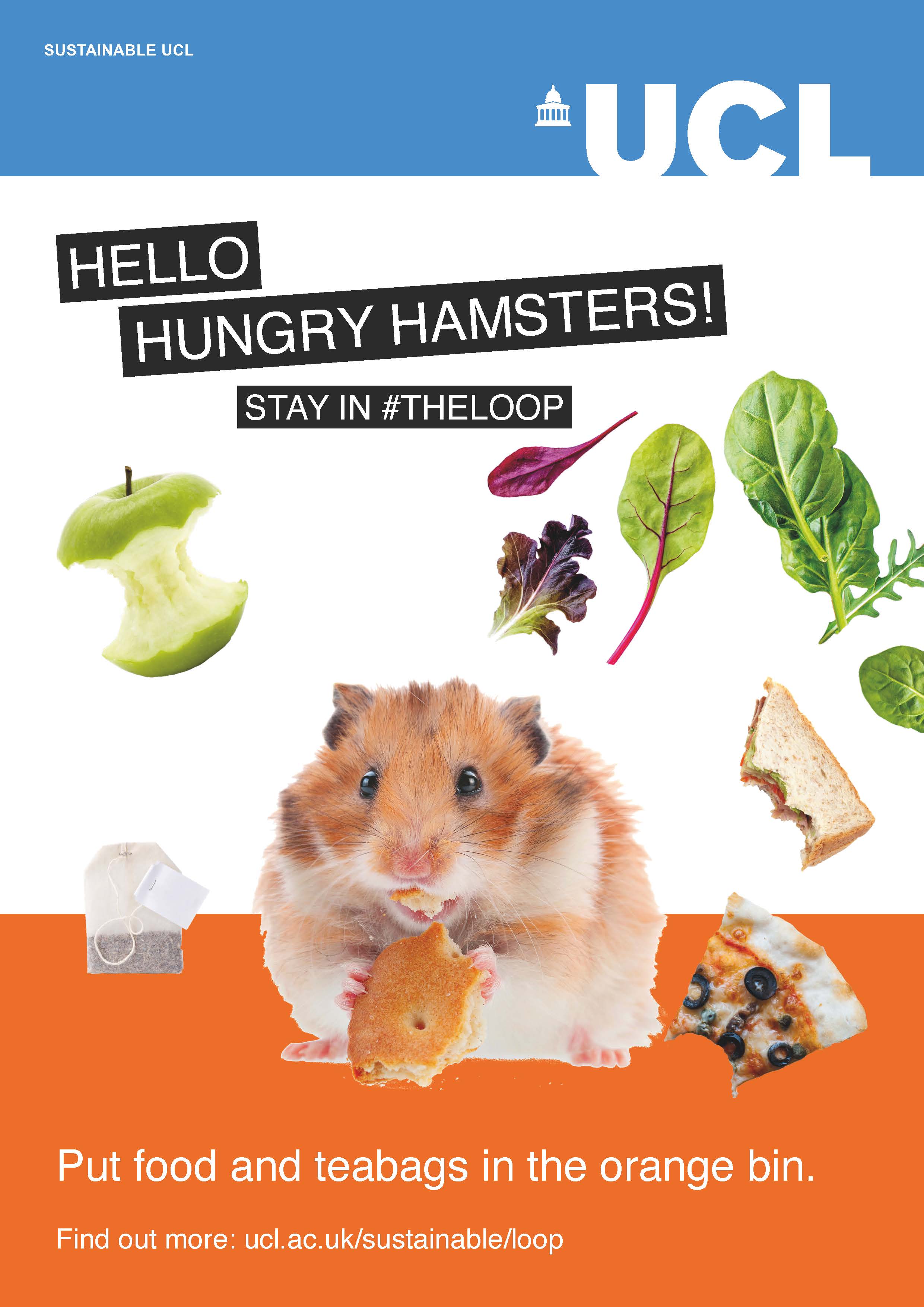 Photo of a Hamster