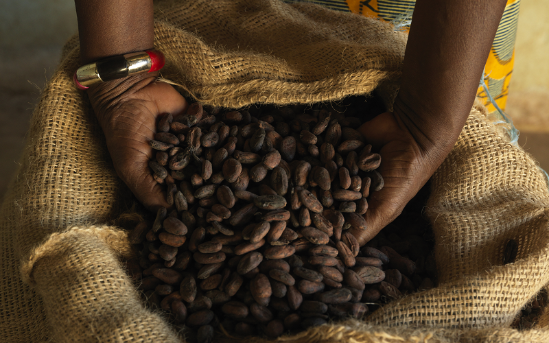 Hands cupping raw cocoa beans above a canvas bag
