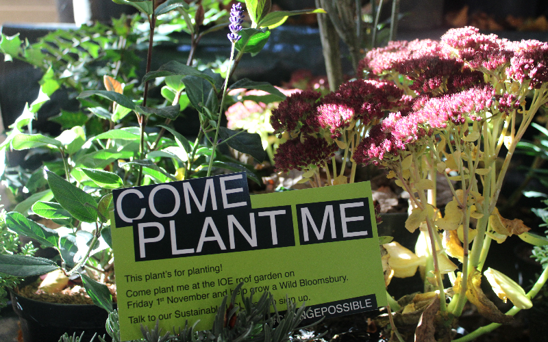 plant me