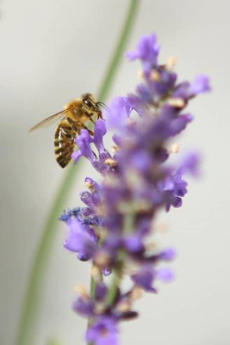 bee close-up