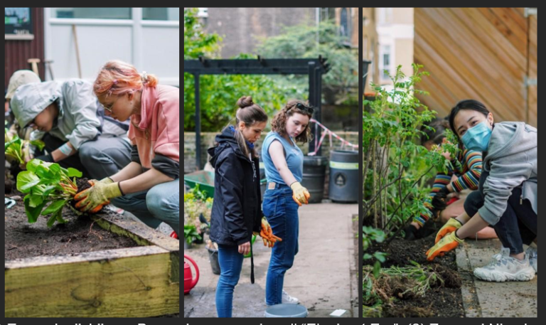 Three images, (1) Emma is dividing a Bergenia commonly call “Elephant Ear”. (2) Zoe and Niamh are discussing the planting design. (3) Ji is planting a small Yarrow. Images Credit: Aude Vuilliomenet