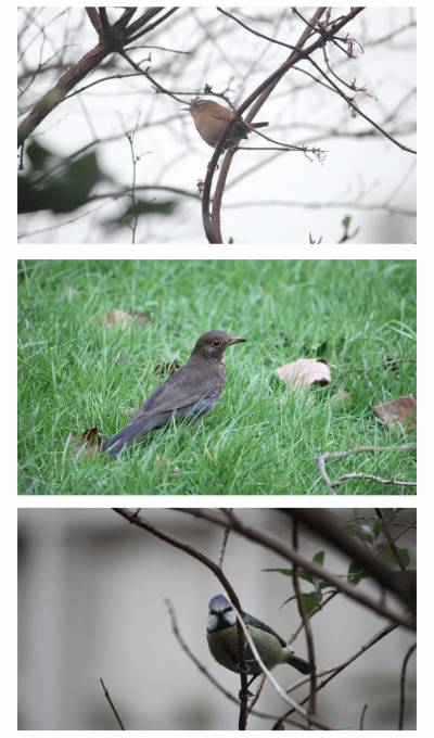 Birds spotted around UCL's campus