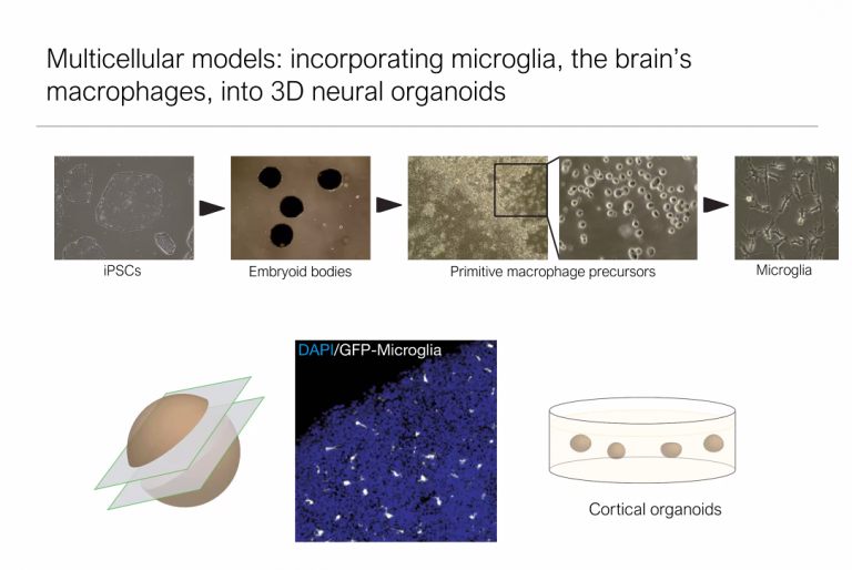 multicellular models