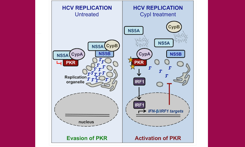 Working model for the proposed roles of Cyps in HCV replication, and the proposed antiviral mechanisms of CypI against HCV. Colpitts et al 2020