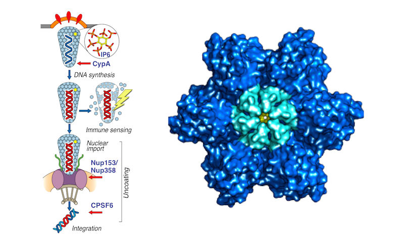 Capsid cofactor interactions. A new collaborative grant from the Wellcome Trust