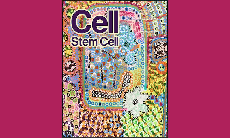 John Walter's artwork on the cover of Cell Stem Cell 23(6)