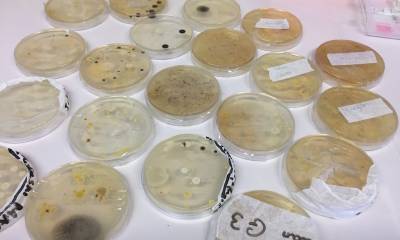 Agar plates inoculated with clean or dirty hands as part of Science week at Gayhurst School
