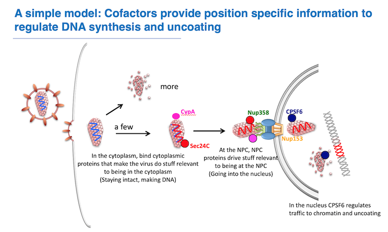 Slide from Greg Towers talk 'What’s special about pandemic HIV’ showing a simple model demonstrating cofactors providing position specific information to regulate DNA synthesis and uncaring. 2023