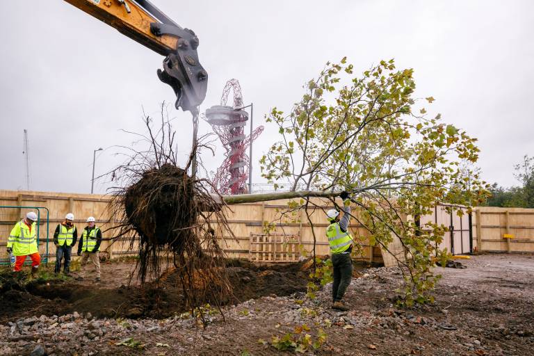 London Plane Tree being lifted from Queen Elizabeth Olympic Park