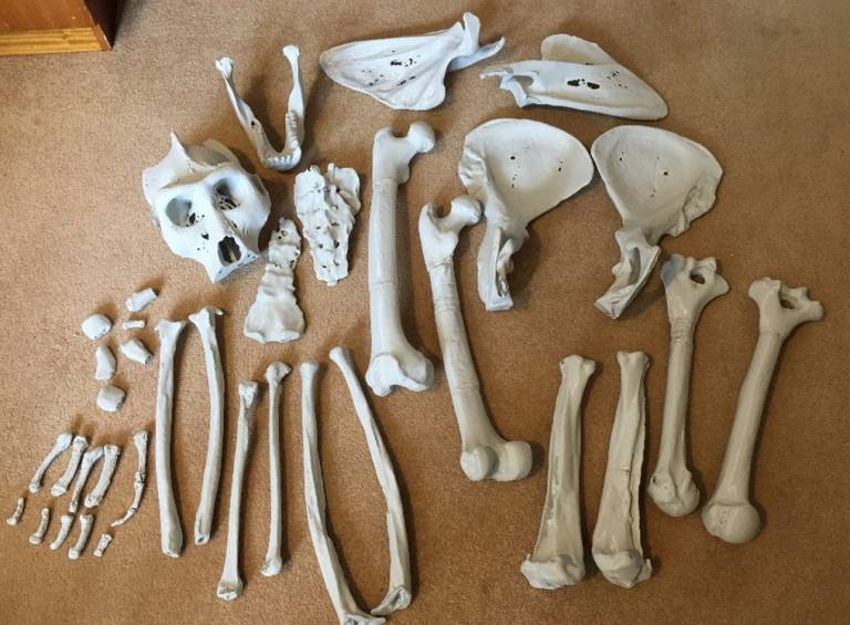 A selection of 3D printed gorilla bones 