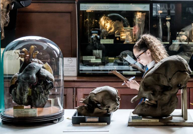 Student walks past animal specimen in the Grant Museum of Zoology