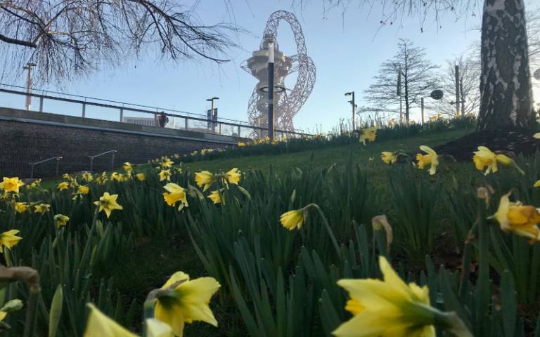 Grass and daffodils in the foreground on a sunny morning on Queen Elizabeth Olympic Park with the ArcelorMittal Orbit sculpture in the background