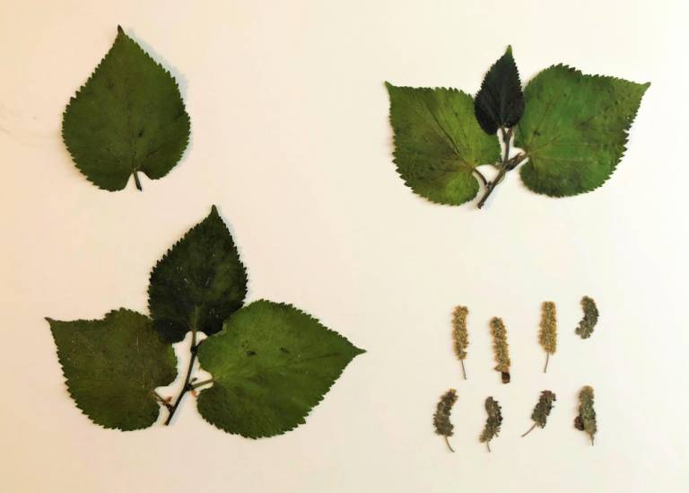 coloured pencil drawings of mulberry leaves
