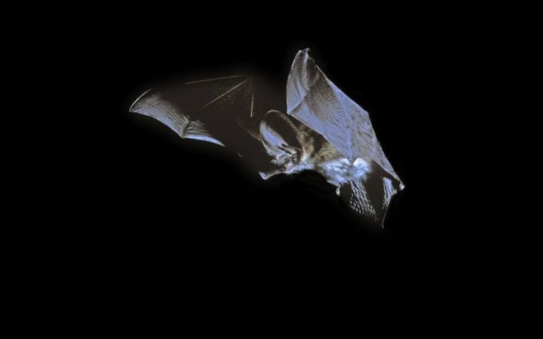 Photo of a grey long eared bat in flight