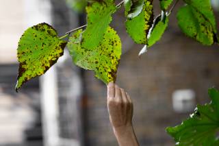 Photo of a hand touching a mulberry tree leaf.