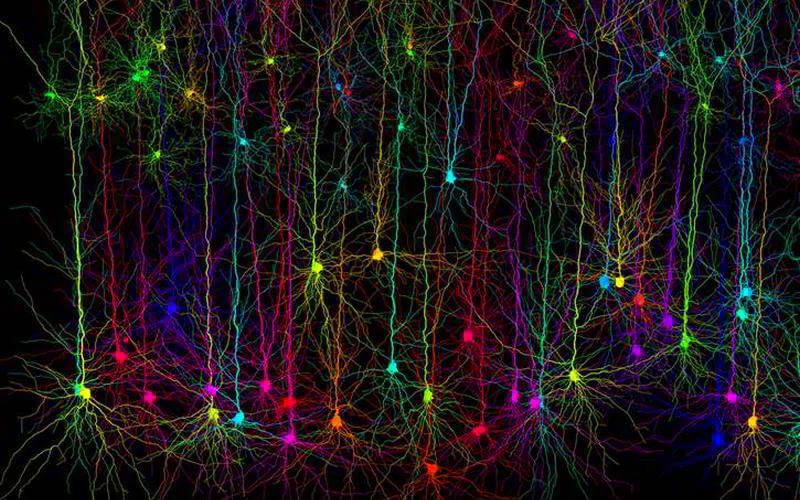 A network of synthetic neocortical pyramidal cells created using the 'TREES toolbox' software environment. This creates dendritic trees in a variety of colours 