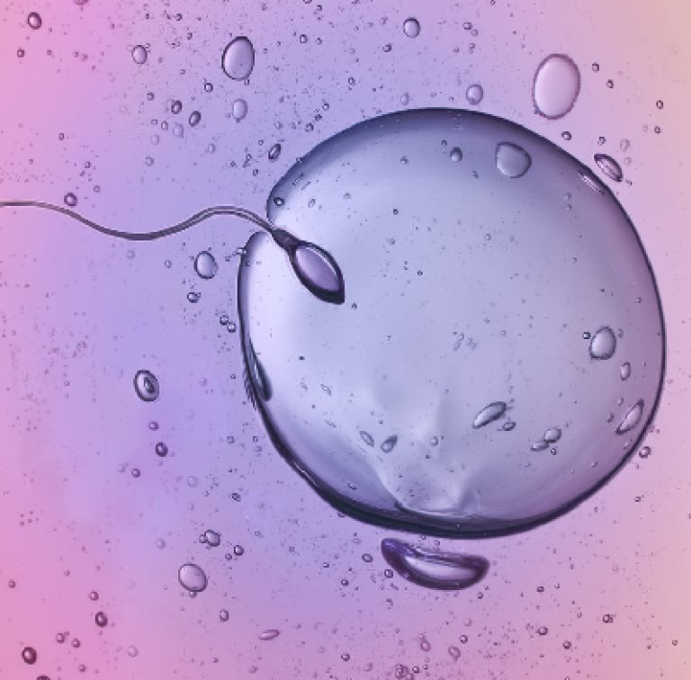 sperm fertilizing an egg