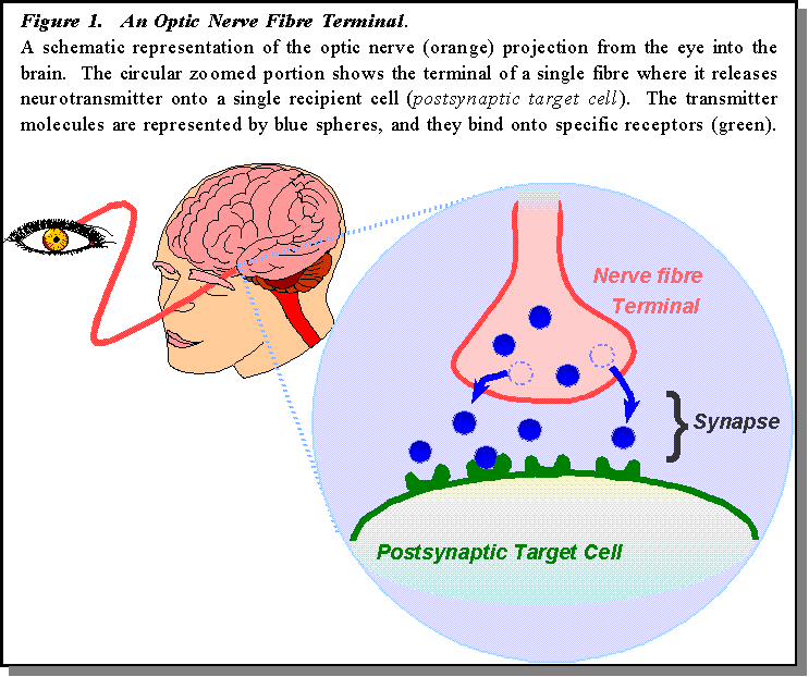 Figure 1: Schematic of Nerve Terminal