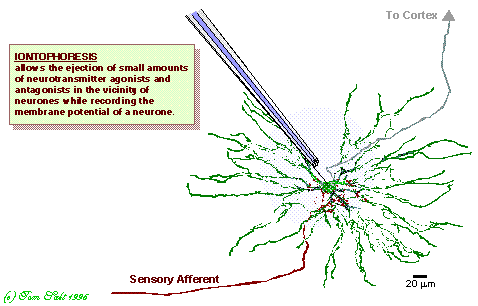Iontophoresis Diagram