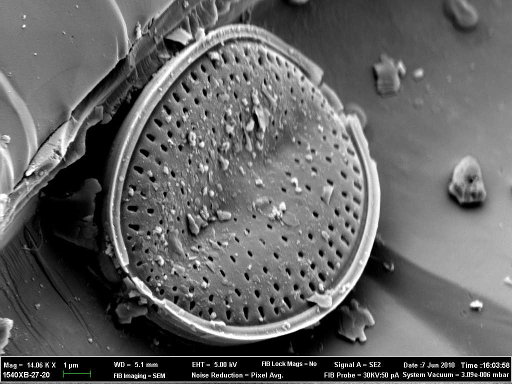 10,000 year old fossilised diatom from the Sahara Desert