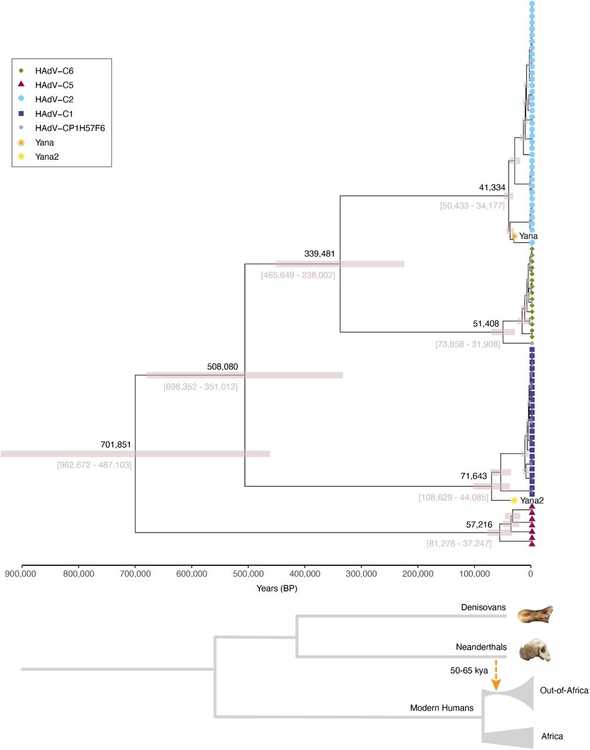 Dating the evolutionary history of human Adenovirus-C