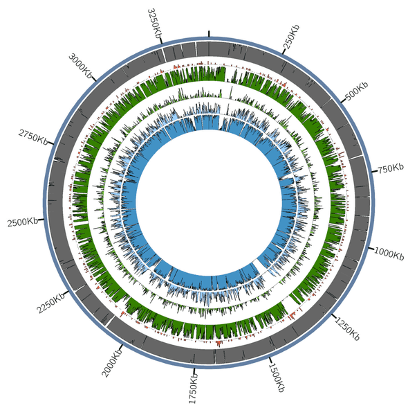 Mapping of the four 18th century Kuygenzhar samples against the Tannerella forsythia reference genome.
