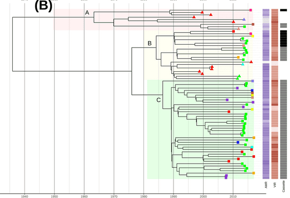 Maximum clade credibility (MCC) timed tree of Chinese ST59. Tips are coloured according to province of sampling.