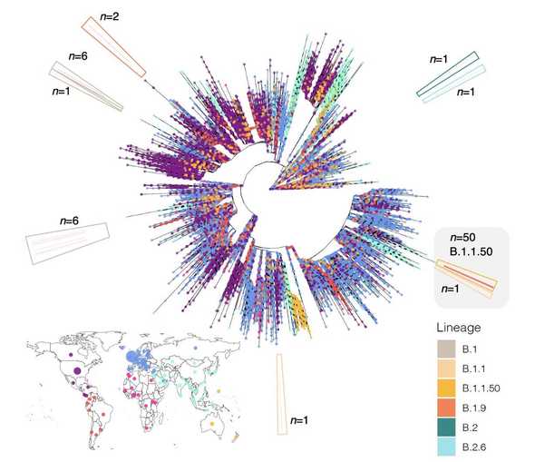 Phylogenetic placement of data collected in this study in the context of a large global phylogeny of 54,804 SARS-CoV-2 assemblies. Tip colour provides the continental region of sampling as given by the map at bottom left. The outer ring highlights the number of samples in different phylogenetic clades with the outer border providing the PANGO lineage assignments as per the key at bottom right. The B.1.1.50 lineage is highlighted in grey.