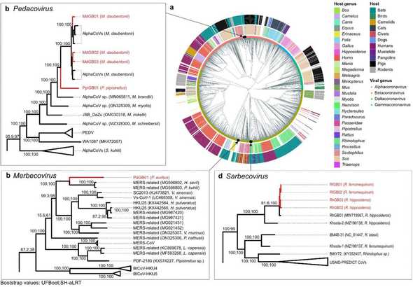 Alignment-free phylogeny of the global diversity of coronavirus genomes (n = 2118) and our nine novel genomes.