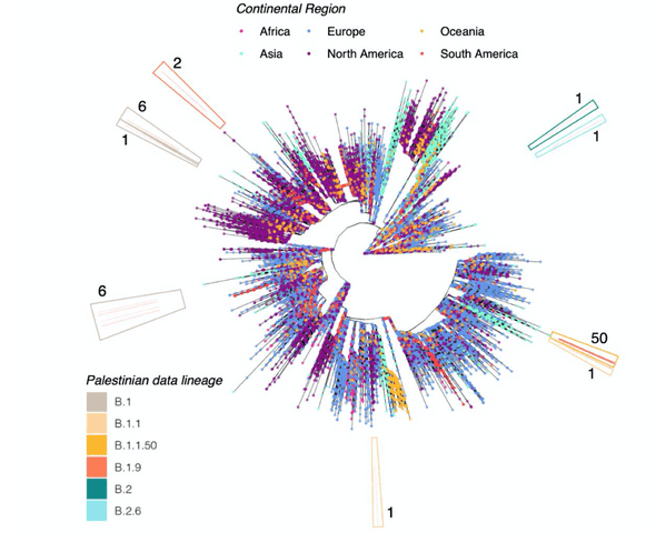 Phylogenetic placement of SARS-CoV-2 genomes from Palestine in the context of a large global phylogeny of 54,804 SARS-CoV-2 assemblies. Tip colour provides the continental region of sampling as given by the legend at top. The outer ring highlights the number of samples in different phylogenetic clades with the outer border providing the Pangolin lineage assignments as per the key at bottom left. Results are consistent with multiple introductions seeding local trasmission clusters in Palestine.
